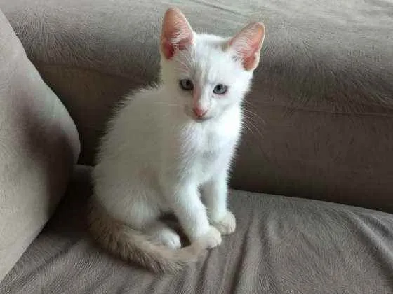 Gato ra a  idade Abaixo de 2 meses nome Sem nome