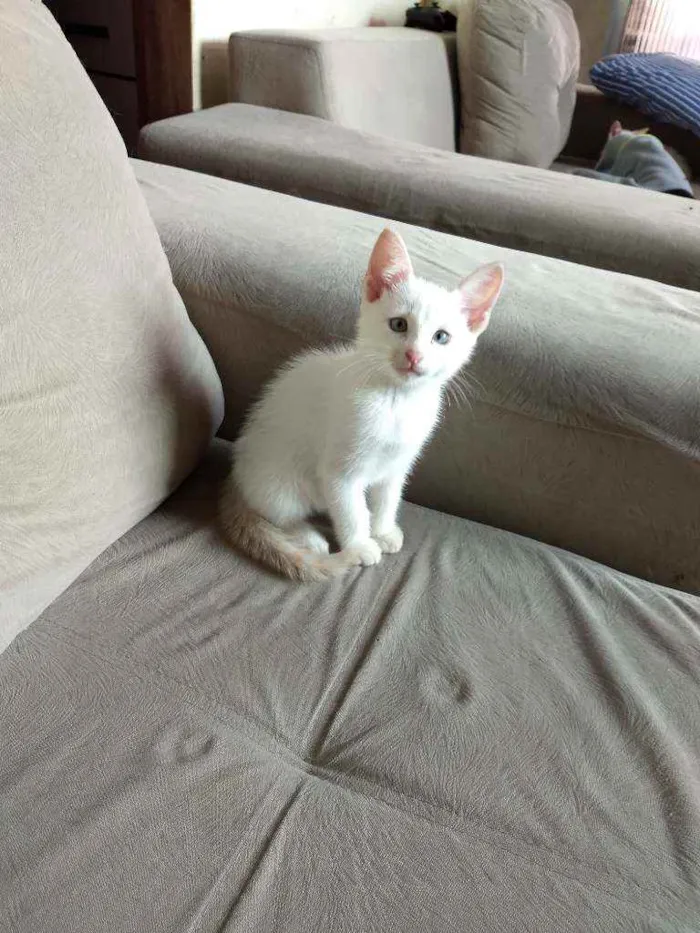 Gato ra a  idade Abaixo de 2 meses nome Sem nome