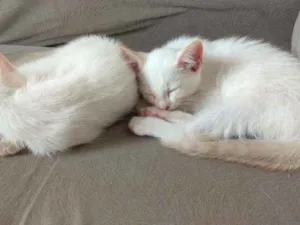 Gato raça  idade Abaixo de 2 meses nome Sem nome
