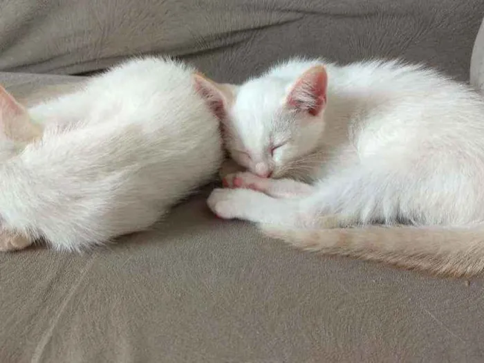 Gato ra a  idade Abaixo de 2 meses nome Sem nome