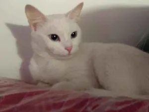 Gato raça SRD idade 2 a 6 meses nome Brigitte