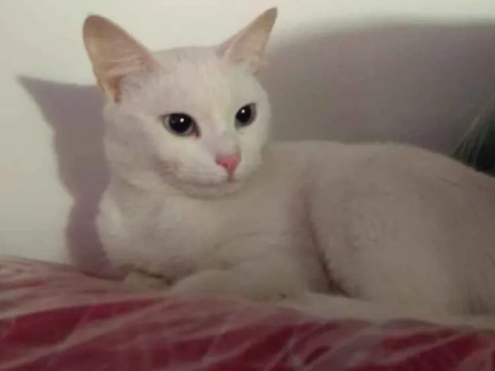 Gato ra a SRD idade 2 a 6 meses nome Brigitte