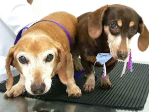 Cachorro raça Dachshund  idade 6 ou mais anos nome Toddy e Lilly 
