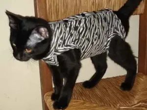 Gato raça SRd idade 2 a 6 meses nome Patricia