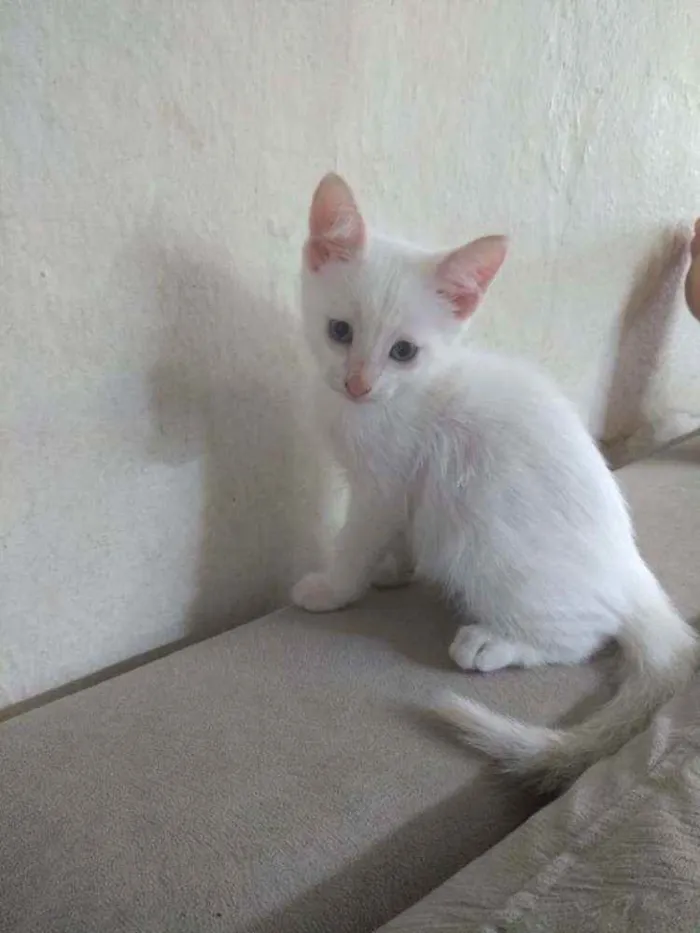 Gato ra a  idade Abaixo de 2 meses nome Sem nome