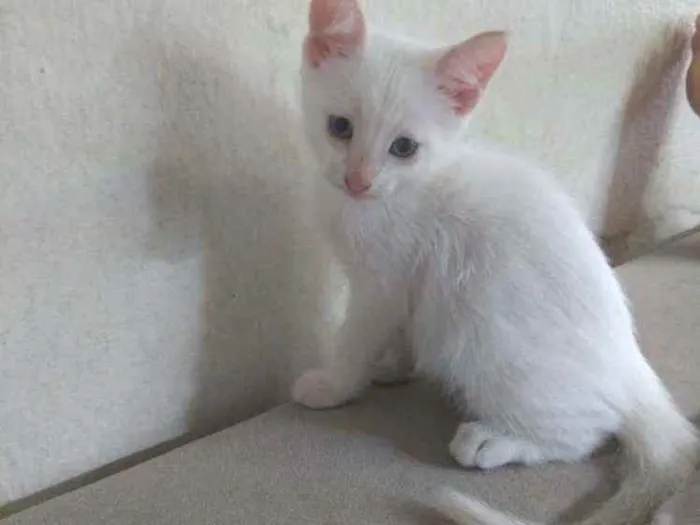 Gato ra a  idade Abaixo de 2 meses nome Sem nome