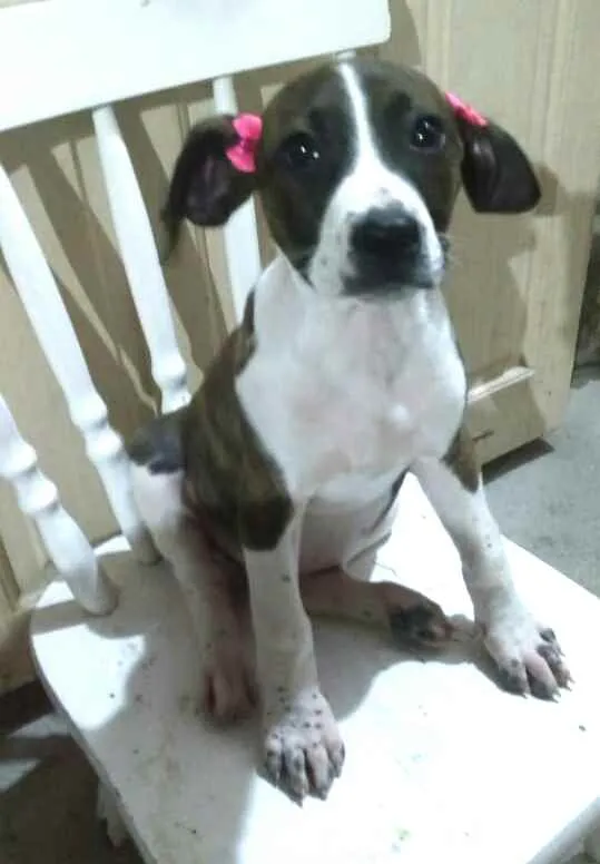 Cachorro ra a  idade 2 a 6 meses nome Filhotes 