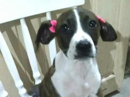 Cachorro ra a  idade 2 a 6 meses nome Filhotes 
