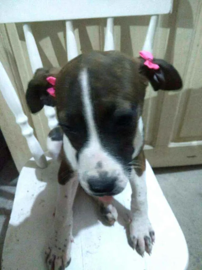 Cachorro ra a  idade 2 a 6 meses nome Filhotes 