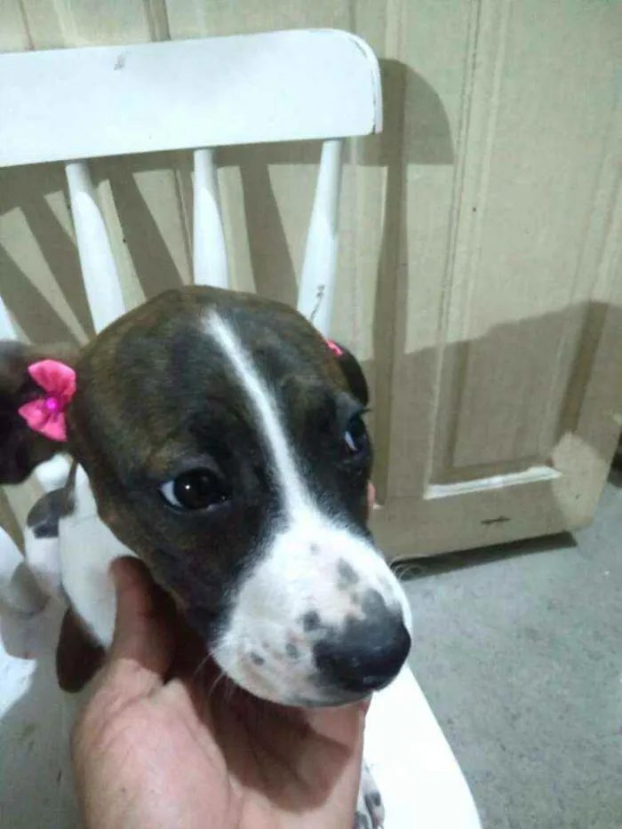 Cachorro ra a  idade 2 a 6 meses nome Filhotes 