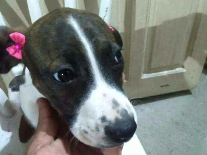 Cachorro ra a  idade 2 a 6 meses nome Filhotes 