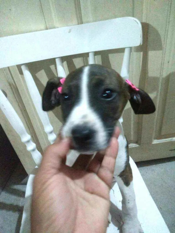 Cachorro ra a  idade 2 a 6 meses nome Filhotes 