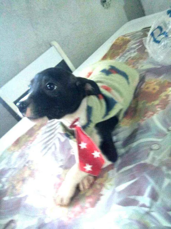 Cachorro ra a  idade 2 a 6 meses nome Filhotes 