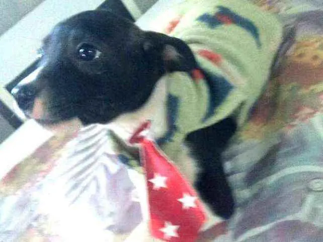 Cachorro ra a  idade 2 a 6 meses nome Filhotes 