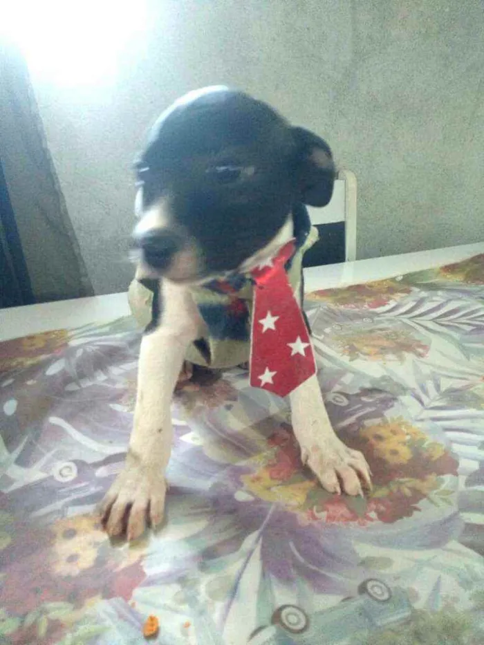 Cachorro ra a  idade 2 a 6 meses nome Filhotes 