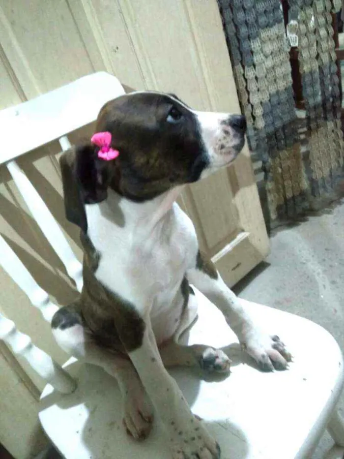 Cachorro ra a  idade 2 a 6 meses nome Filhotes 