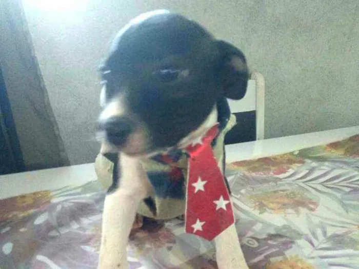 Cachorro ra a  idade 2 a 6 meses nome Filhotes 