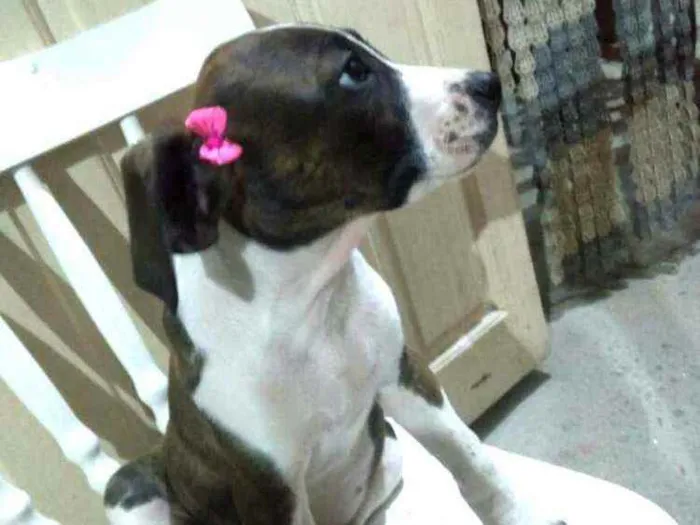 Cachorro ra a  idade 2 a 6 meses nome Filhotes 