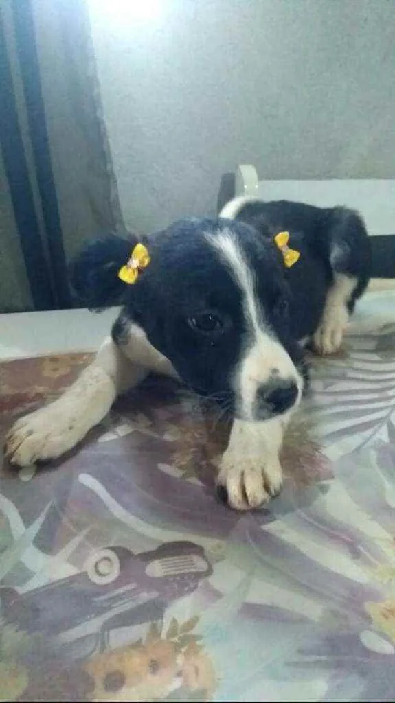 Cachorro ra a  idade 2 a 6 meses nome Filhotes 