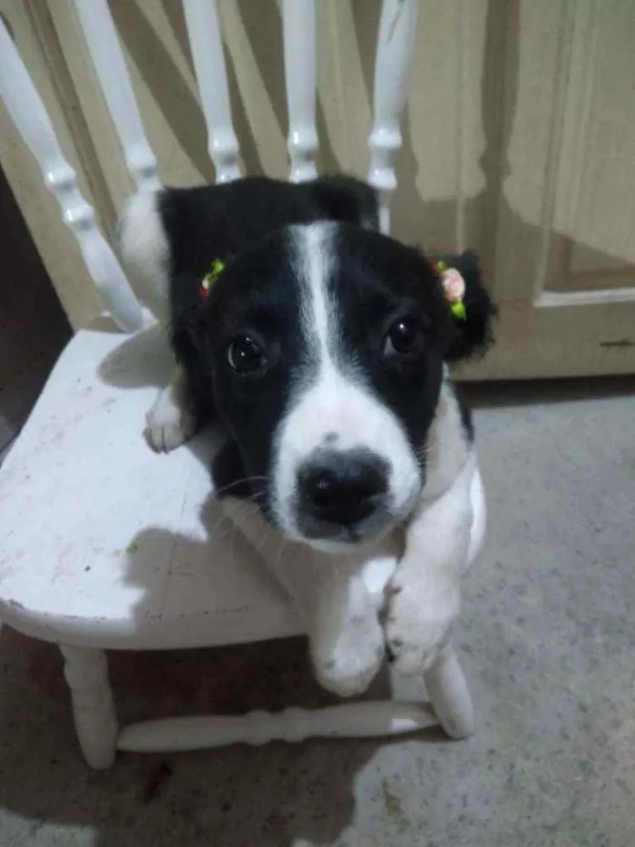 Cachorro ra a  idade 2 a 6 meses nome Filhotes 