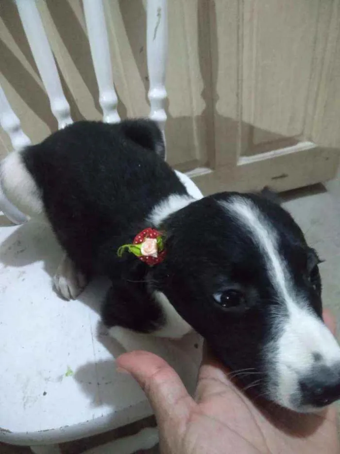 Cachorro ra a  idade 2 a 6 meses nome Filhotes 