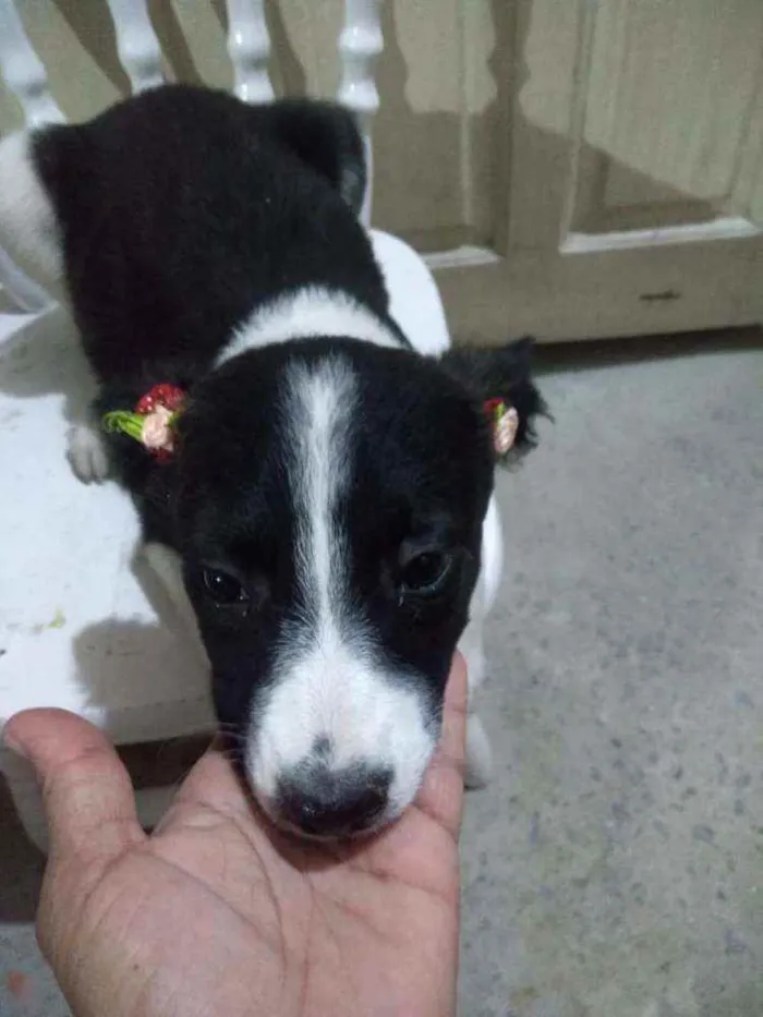 Cachorro ra a  idade 2 a 6 meses nome Filhotes 