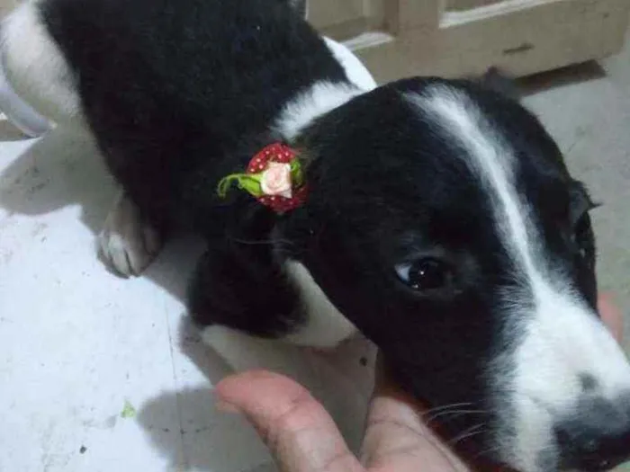 Cachorro ra a  idade 2 a 6 meses nome Filhotes 