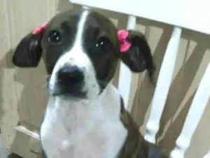 Cachorro raça  idade 2 a 6 meses nome Filhotes 