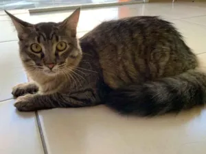 Gato raça SRD-ViraLata idade 7 a 11 meses nome zeca