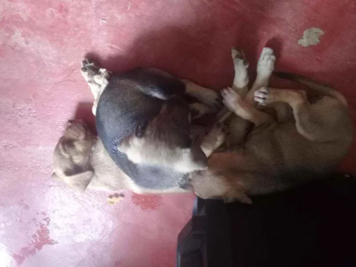 Cachorro ra a Mestiço  idade Abaixo de 2 meses nome Mel,antonella,baixin