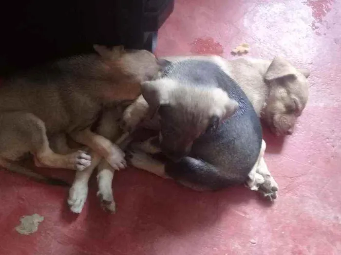 Cachorro ra a Mestiço  idade Abaixo de 2 meses nome Mel,antonella,baixin