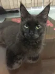Yuka (preta) e Maya