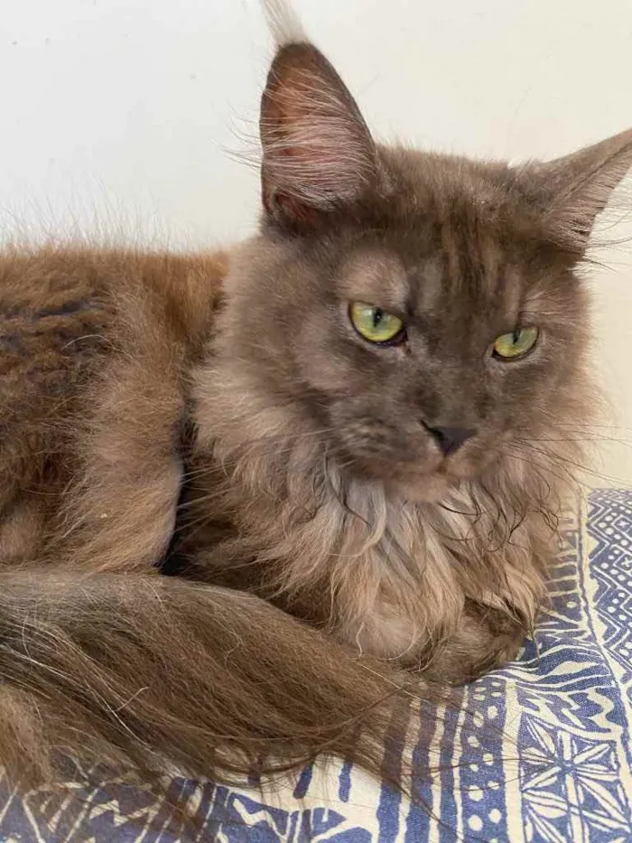 Gato ra a Maine Coon idade 1 ano nome Yuka (preta) e Maya