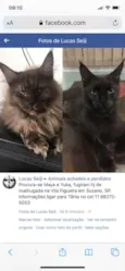 Yuka (preta) e Maya