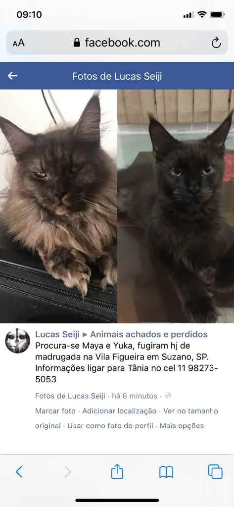 Gato ra a Maine Coon idade 1 ano nome Yuka (preta) e Maya