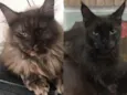Yuka (preta) e Maya