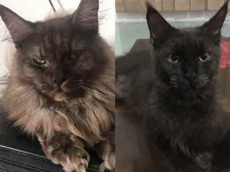 Gato ra a Maine Coon idade 1 ano nome Yuka (preta) e Maya