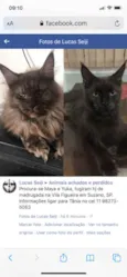 Yuka (preta) e Maya