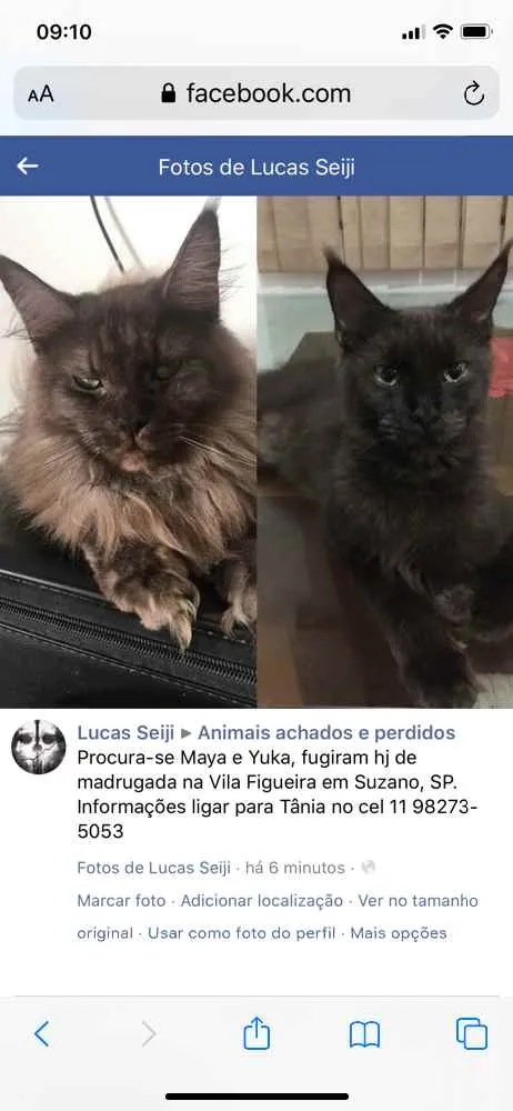Gato ra a Maine Coon idade 1 ano nome Yuka (preta) e Maya