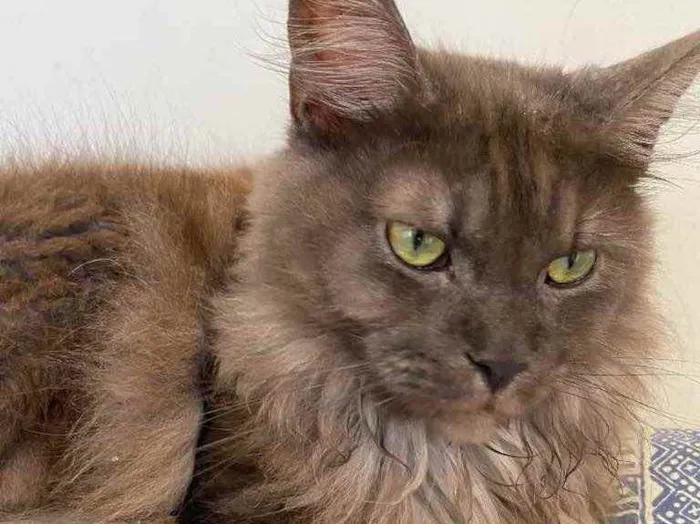 Gato ra a Maine Coon idade 1 ano nome Yuka (preta) e Maya