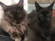 Yuka (preta) e Maya