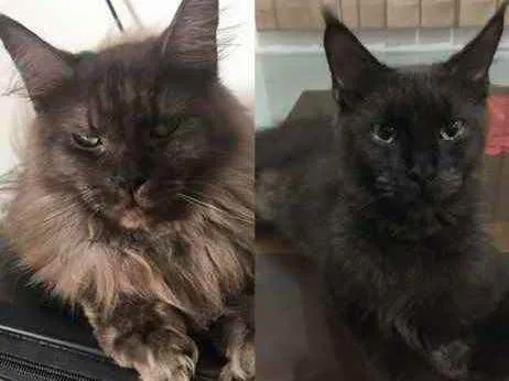 Gato ra a Maine Coon idade 1 ano nome Yuka (preta) e Maya