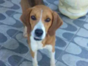 Cachorro raça Srd idade 1 ano nome Lupi