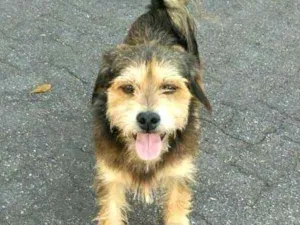 Cachorro raça  idade 2 anos nome Nick
