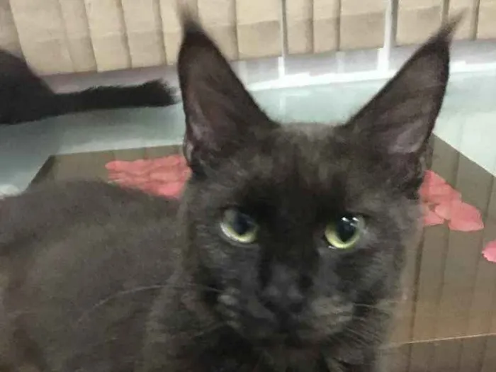 Gato ra a Maine Coon idade 1 ano nome Yuka (preta) e Maya