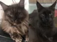 Yuka (preta) e Maya
