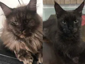 Gato raça Maine Coon idade 1 ano nome Yuka (preta) e Maya