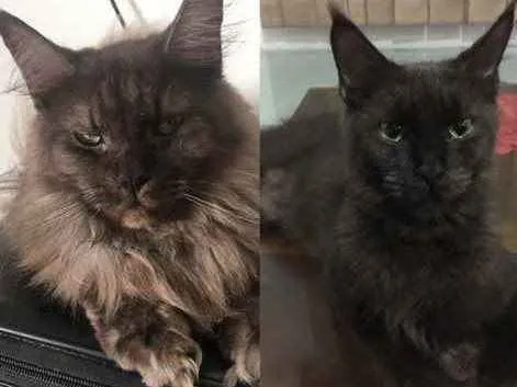 Gato ra a Maine Coon idade 1 ano nome Yuka (preta) e Maya