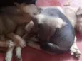 Mel,antonella,baixin