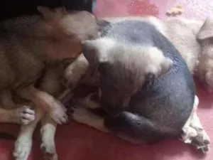 Cachorro raça Mestiço  idade Abaixo de 2 meses nome Mel,antonella,baixin